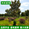 批發廣玉蘭 精品造型庭院植物廣玉蘭樹苗庭院花卉苗木 基地直銷