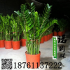批發盆栽植物 金錢樹 可水培辦公室花卉 室內進化空氣防輻射