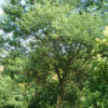 批發園林綠化喬木合歡，公園小區綠化苗木及各種小苗，規格齊全