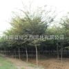櫸樹樹苗批發工程綠化苗木紅櫸樹苗 市政行道防護樹櫸樹小苗