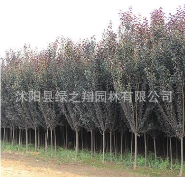 紫葉李樹苗批發彩色綠化苗木速生紅葉李苗