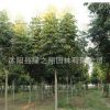 欒樹樹苗批發園林工程綠化苗木防護樹黃山欒樹