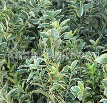 金邊黃楊苗批發工程綠化苗木綠籬灌叢黃楊苗行道觀賞植物金邊黃楊