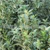 金邊黃楊苗批發工程綠化苗木綠籬灌叢黃楊苗行道觀賞植物金邊黃楊