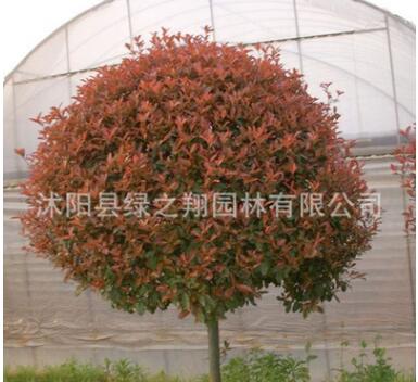 紅葉石楠球批發園林行道色塊綠化苗木 高桿紅葉石楠樹苗 綠籬植物
