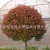 紅葉石楠球批發園林行道色塊綠化苗木 高桿紅葉石楠樹苗 綠籬植物