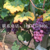 出售2年－4年結果葡萄樹 巨峰葡萄結果樹 夏黑葡萄結果樹