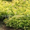 金山繡線菊苗批發公園綠化彩葉苗木 庭院綠籬可盆栽金山繡線菊