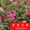 批發豐花月季苗 紅帽 黃帽 可盆栽 大花月季苗 成活率高