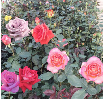 批發月季花 基地直銷 精品月季 大花月季 盆栽 綠化工程
