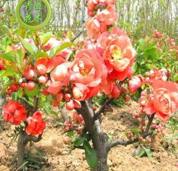 自家苗圃種植 貼梗海棠苗木 綠化紅花海棠灌木植物 價格實惠