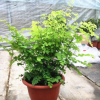 批發鐵線蕨盆栽 室內盆栽花卉 四季常青綠墻觀葉植物小盆栽綠植