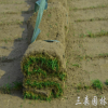 常年低價供應沙培果嶺草坪矮生百慕大黑麥草500畝基地自產自銷 舉報