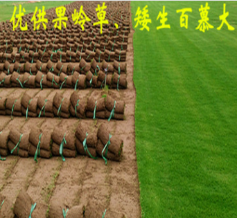 常州草坪批發綠化果嶺草坪天富道混播黑麥草皮種植基地自產自銷