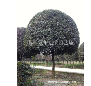 四川成都高桿桂花