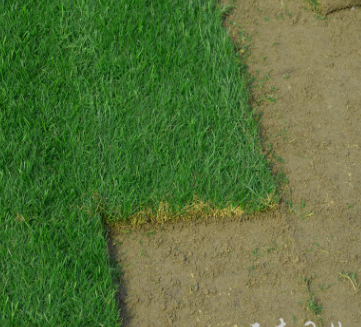 常州草坪基地常年供應批發各種綠化矮生百慕大果嶺混播黑麥草