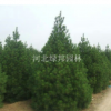 河北保定白皮松各種規(guī)格 河北定州白皮松基地 白皮松