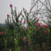 優(yōu)質(zhì)百日紅批發(fā) 百日紅小苗批發(fā) 綠化道路專用