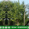 湖南苗圃供應胸徑15公分18公分精品銀杏 20公分銀杏樹 歡迎咨詢