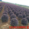 供應紅繼木球 80cm紅繼木球價格 100cm紅花繼木球價格 多少錢一株