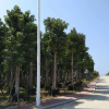 漳州基地直銷 園林景觀工程供應(yīng) 大量批發(fā)秋楓 冠幅漂亮 規(guī)格齊全