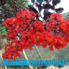紅花紫薇 苗圃樹苗直銷 紅花紫薇 速生紫薇