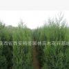 供應刺柏/塔柏/檜柏/圓柏/甘肅綠化苗木刺柏球 塔柏球/龍柏球