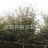紅櫸樹 又名大葉櫸綠化工程 優質的櫸樹苗成交率高基地發貨