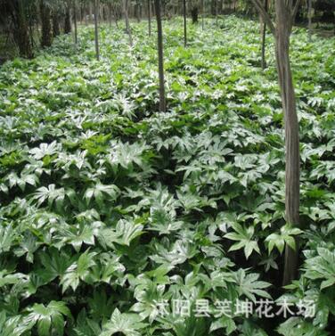 基地批發優質工程綠化苗 八角金盤小苗 八角金盤樹苗 規格齊全