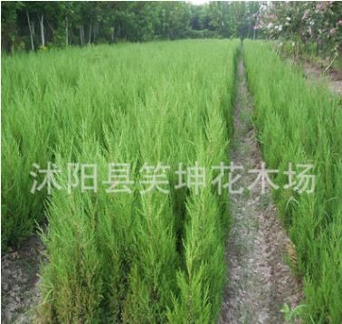 檜柏苗批發 塔柏 蜀檜小苗 塔柏工程綠化檜柏小苗