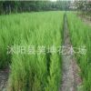 檜柏苗批發 塔柏 蜀檜小苗 塔柏工程綠化檜柏小苗
