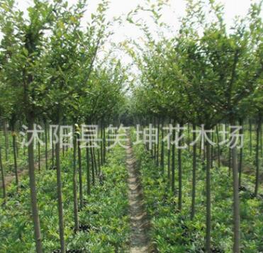 批發優質垂絲海棠小苗 風景樹 綠化工程苗 垂絲海棠苗