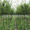 批發優質垂絲海棠小苗 風景樹 綠化工程苗 垂絲海棠苗