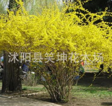 批發優質連翹小苗 黃老虎小苗 工程綠化苗木 規格齊全
