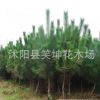 批發優質黑松小苗 綠化樹苗 黑松苗 規格齊全量大優