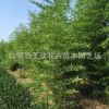 園林工程竹子 竹子苗 竹子 剛竹青竹庭院圍墻綠籬風景竹類植物