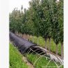 龍柏小龍柏 庭院綠化四季長青價格低蜀塊刺柏綠化工程基地直發