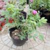 月季 四季玫瑰 月季花 批發低價供應四季玫瑰青州花卉基地
