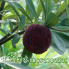 批發(fā)優(yōu)質(zhì)黑晶黑炭楊梅苗 楊梅樹苗 果樹苗 優(yōu)質(zhì)嫁接黑晶楊梅苗