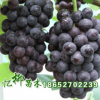 長期批發(fā)供應(yīng)夏黑無核葡萄 品質(zhì)保證 果大味甜脆 品種全 量大從優(yōu)