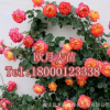 自產自銷批發歐洲月季地栽盆栽大苗庭院綠植綠化苗藤本薔薇玫瑰苗