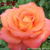 供應工程月季花 大花月季 庭院盆栽陽臺花卉 玫瑰薔薇苗