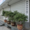 種植優(yōu)質(zhì)四季金銀花大樹