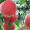 供應中華沙紅桃子苗