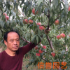 場家新品上市 中華紅蜜桃樹苗 晚熟品種 品質可靠【圖】