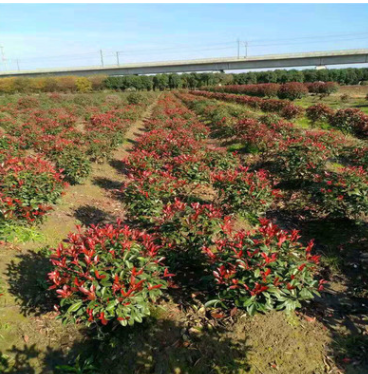 批發紅葉石楠球基地直銷 紅葉石楠球樹苗 規格齊全 紅葉石楠