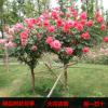 樹(shù)狀月季樹(shù)形樹(shù)樁月季花苗高檔植物稀奇大花濃香當(dāng)年開(kāi)花