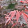 批發(fā)嫁接中國(guó)紅楓苗 本地紅楓