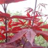 出售嫁接常年紅紅楓苗 日本紅楓三季紅紅楓當(dāng)年苗
