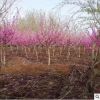 四季庭院綠化苗木 滿條紅紫荊樹苗 紫荊花樹苗 庭院綠化地被植物